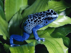 blue-poison-dart-frog-pictures.jpg